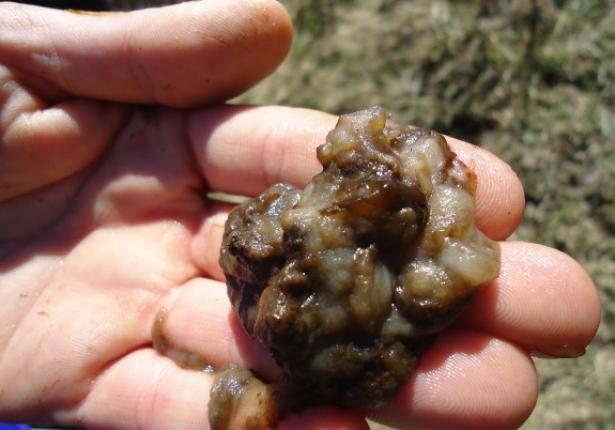 Didymo:  El alga que se incorpora a nuestra naturaleza